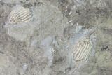 Three Fossil Crinoids (Eretmocrinus) - Gilmore City, Iowa #148690-1